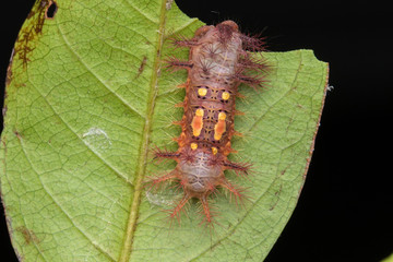 beautiful caterpillar on green leaves isolated on black