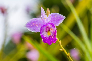 Fototapeta premium Colorful flowers from nature.9