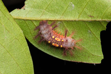beautiful caterpillar on green leaves isolated on black
