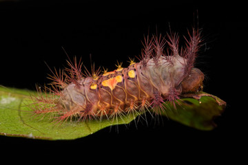 beautiful caterpillar on green leaves isolated on black