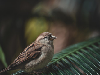 Bird