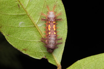 beautiful caterpillar on green leaves isolated on black