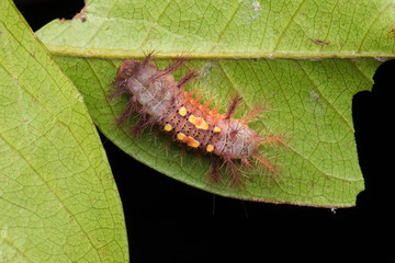 beautiful caterpillar on green leaves isolated on black