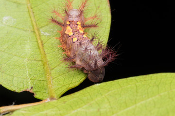 beautiful caterpillar on green leaves isolated on black