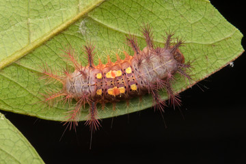 Fototapeta premium beautiful caterpillar on green leaves isolated on black
