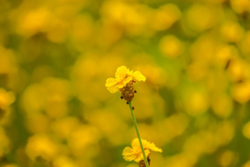 Yellow Flower Field5