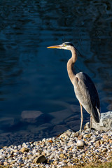 Blue Heron on the Edge - A great blue heron stands perched on the edge of a pond reflecting a deep blue sky.