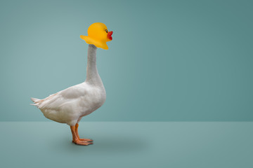 Goose wearing a rubber duck mask on blue pastel background