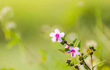 Pink weed flowers