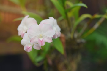 Obraz na płótnie Canvas Pink orchids that can be seen in Thailand with bokeh as a beautiful background.