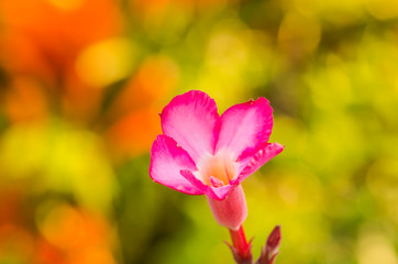 The colorful flowers 3