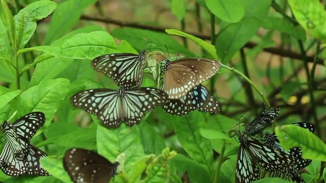 Group of Blue Tiger butterflies on plant