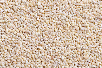 Barley Grain