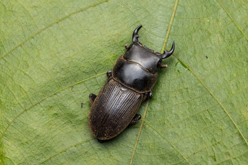 Macro image of wildlife stag beetle of Sabah, Borneo