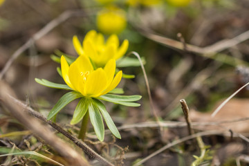 Winterlinge in voller Bl&uuml;hte