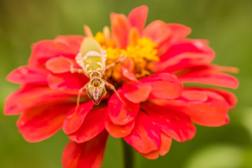 Beautiful world with colorful flowers.35