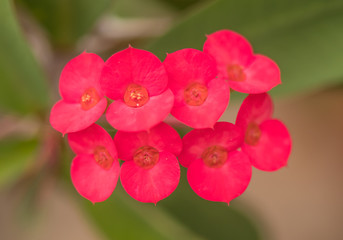 Beautiful world with colorful flowers.15