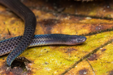 Obraz na płótnie Canvas Detail Image of shiny Schmidt's Reed Snake from Borneo , Beautiful Snake