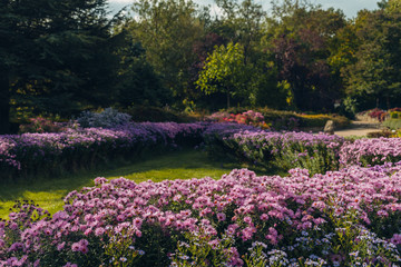 Flower bed with bright colourful flowers in botanical garden
