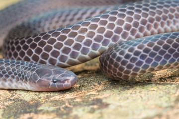 Detail Image of shiny Schmidt's Reed Snake from Borneo , Beautiful Snake