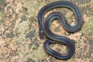 Detail Image of shiny Schmidt's Reed Snake from Borneo , Beautiful Snake