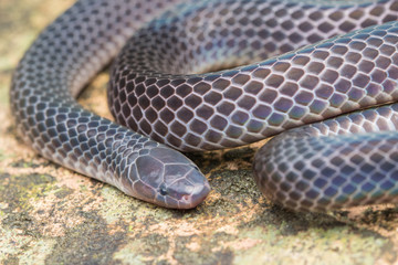 Detail Image of shiny Schmidt's Reed Snake from Borneo , Beautiful Snake