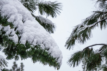 Obraz premium Long Needle Pine In Fresh Snow 