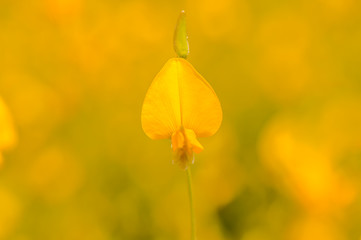 Obraz premium Flower Crotalaria