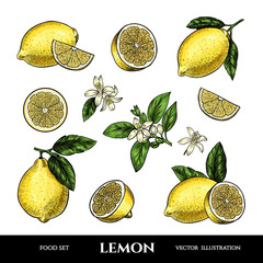 Vector lemons hand drawn sketch. Sketch vector  food illustration. Vintage style