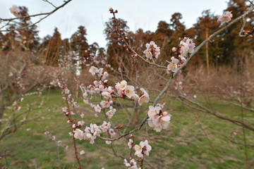 紅梅