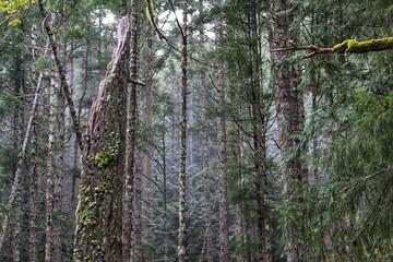 Fototapeta premium trees in the forest