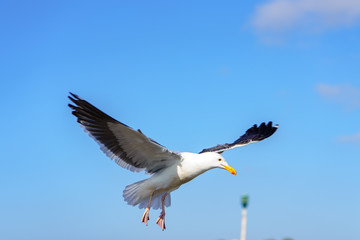 Birds during Winter in San Diego, California