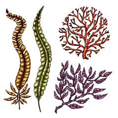 Seaweed isolated vector color sketch icon. Underwater flora, sea water seaweeds aquarium kelp and corals. Hand drawn design element for label, poster and restaurant menu design. 