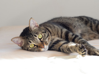 Obraz premium 飼い猫