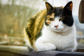 cat lies on the street, close-up, front view