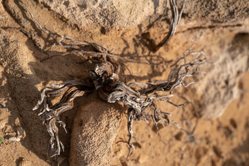 Dry root on stone