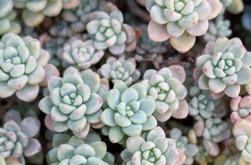 succulent top view close up, natural background