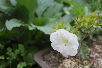 white flowers in garden