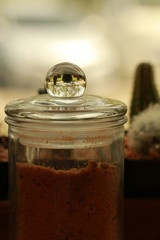 Close up small cactus in glass ball
