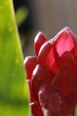 Transparent red flower in sunbeam