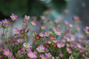 flowers in the garden