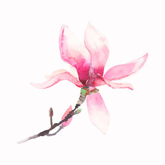 Beautiful lovely tender herbal wonderful floral summer pink Japanese magnolia flower watercolor hand illustration. Perfect for textile, wallpapers, invitation, wrapping paper, phone case