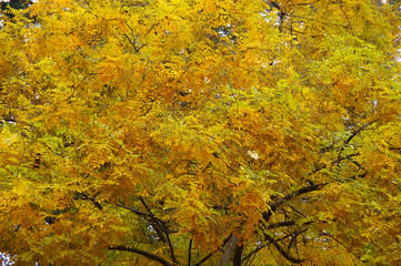 yellow autumn leaves