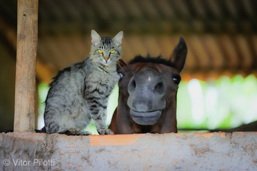 Amigos