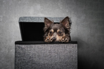 Portrait hund sitzt in grauer box mit deckel und schaut raus