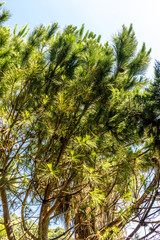 Italy, Cinque Terre, Manarola, LOW ANGLE VIEW OF TREES AGAINST SKY