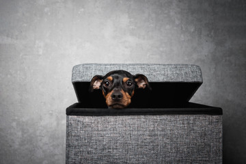 Portrait hund sitzt in grauer box mit deckel und schaut raus