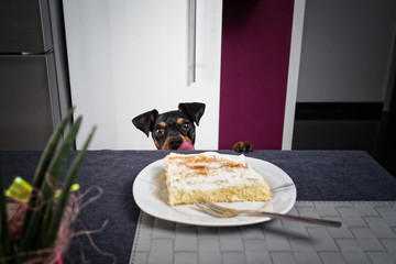 Hund steht sitzt am tisch und starrt auf kuchen auf teller mit gabel und leckt sich das maul