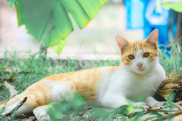 Golden striped cat lying in the lawn in front of the house