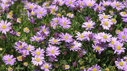 Aster in the nature